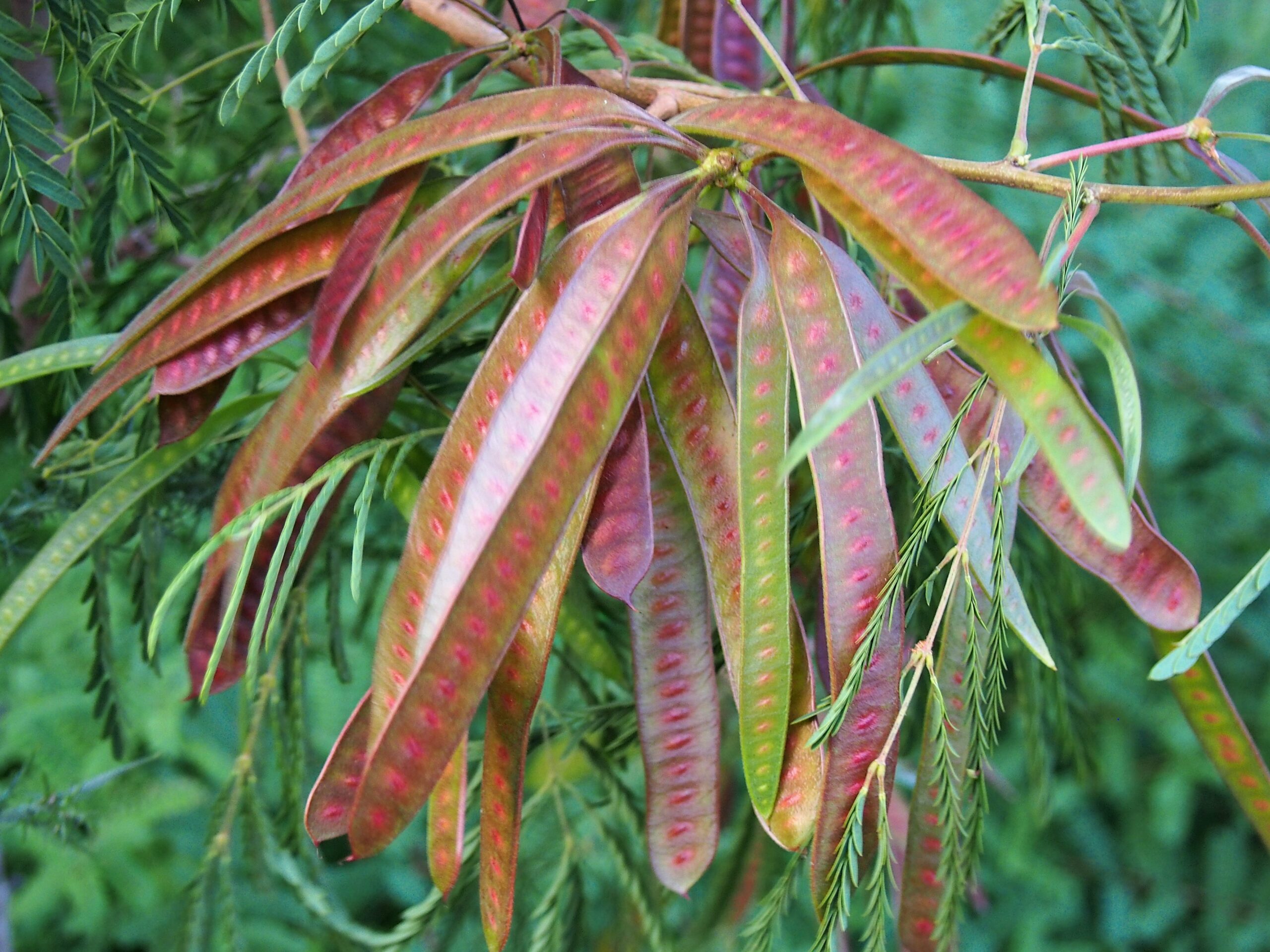 Leucaena
