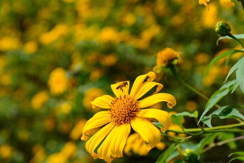 flower, bee, beautiful flowers, flower background, flower wallpaper, pollination, petals, nature, macro, tithonia diversifolia, landscape, vietnam, moc chau district